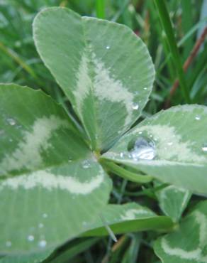 Fotografia 12 da espécie Trifolium repens no Jardim Botânico UTAD