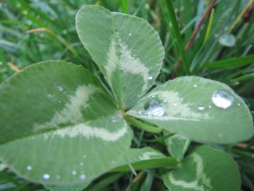 Fotografia da espécie Trifolium repens