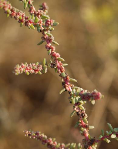 Fotografia de capa Suaeda maritima - do Jardim Botânico