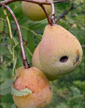 Fotografia 4 da espécie Sorbus domestica no Jardim Botânico UTAD