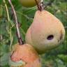 Fotografia 4 da espécie Sorbus domestica do Jardim Botânico UTAD