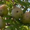 Fotografia 5 da espécie Sorbus domestica do Jardim Botânico UTAD