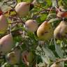 Fotografia 6 da espécie Sorbus domestica do Jardim Botânico UTAD