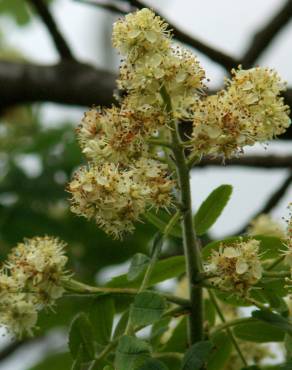 Fotografia 7 da espécie Sorbus domestica no Jardim Botânico UTAD