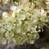 Fotografia 8 da espécie Sorbus domestica do Jardim Botânico UTAD