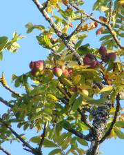 Fotografia da espécie Sorbus domestica