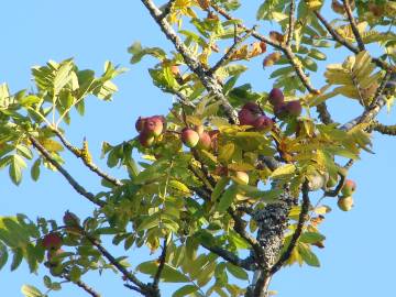 Fotografia da espécie Sorbus domestica