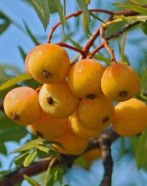 Fotografia 9 da espécie Sorbus domestica no Jardim Botânico UTAD