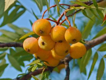 Fotografia da espécie Sorbus domestica