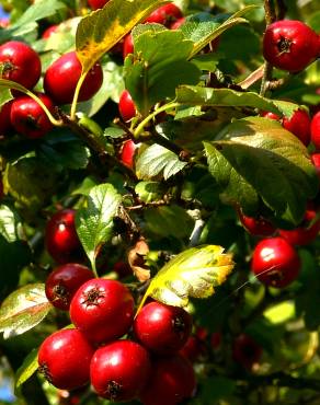 Fotografia 10 da espécie Sorbus domestica no Jardim Botânico UTAD