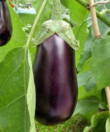 Fotografia da espécie Solanum melongena