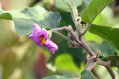 Fotografia da espécie Solanum melongena