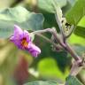 Fotografia 6 da espécie Solanum melongena do Jardim Botânico UTAD