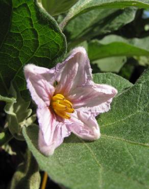 Fotografia 7 da espécie Solanum melongena no Jardim Botânico UTAD