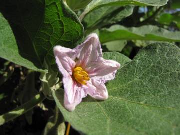 Fotografia da espécie Solanum melongena