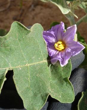 Fotografia 8 da espécie Solanum melongena no Jardim Botânico UTAD