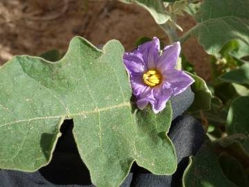 Fotografia da espécie Solanum melongena