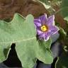 Fotografia 8 da espécie Solanum melongena do Jardim Botânico UTAD