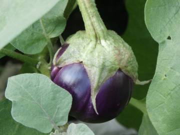 Fotografia da espécie Solanum melongena