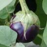 Fotografia 9 da espécie Solanum melongena do Jardim Botânico UTAD