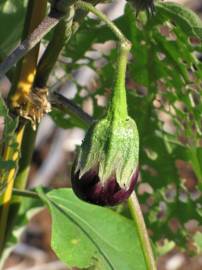 Fotografia da espécie Solanum melongena