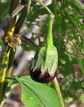 Fotografia 10 da espécie Solanum melongena no Jardim Botânico UTAD