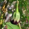 Fotografia 10 da espécie Solanum melongena do Jardim Botânico UTAD