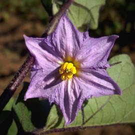 Fotografia da espécie Solanum melongena