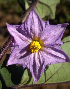 Fotografia 11 da espécie Solanum melongena no Jardim Botânico UTAD