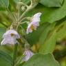 Fotografia 12 da espécie Solanum melongena do Jardim Botânico UTAD