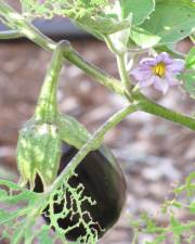 Fotografia da espécie Solanum melongena