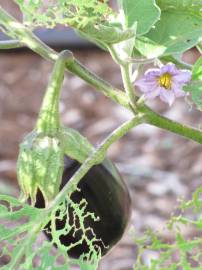 Fotografia da espécie Solanum melongena