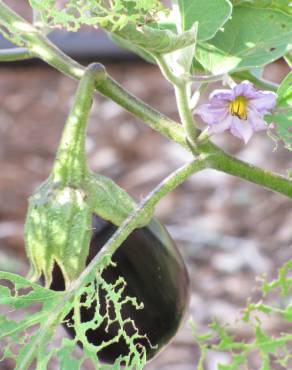 Fotografia 1 da espécie Solanum melongena no Jardim Botânico UTAD