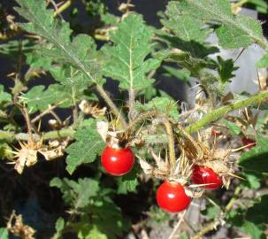 Fotografia da espécie Solanum sisymbriifolium