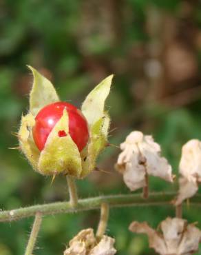 Fotografia 8 da espécie Solanum sisymbriifolium no Jardim Botânico UTAD