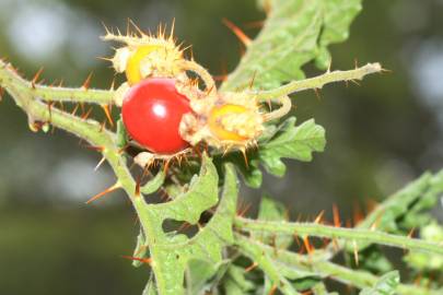 Fotografia da espécie Solanum sisymbriifolium