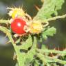 Fotografia 9 da espécie Solanum sisymbriifolium do Jardim Botânico UTAD