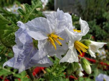 Fotografia da espécie Solanum sisymbriifolium