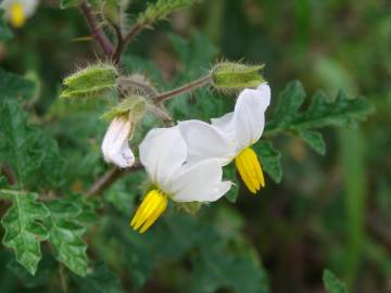 Fotografia da espécie Solanum sisymbriifolium