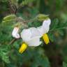 Fotografia 11 da espécie Solanum sisymbriifolium do Jardim Botânico UTAD