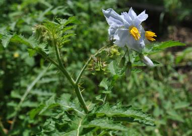 Fotografia da espécie Solanum sisymbriifolium