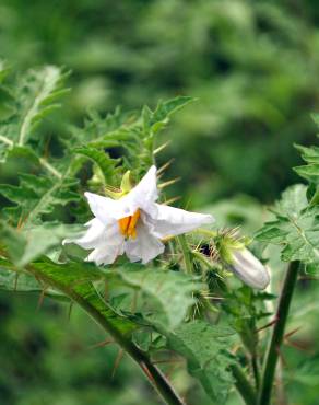 Fotografia 13 da espécie Solanum sisymbriifolium no Jardim Botânico UTAD
