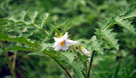 Fotografia da espécie Solanum sisymbriifolium