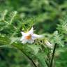 Fotografia 13 da espécie Solanum sisymbriifolium do Jardim Botânico UTAD