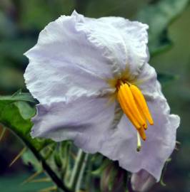 Fotografia da espécie Solanum sisymbriifolium