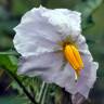 Fotografia 14 da espécie Solanum sisymbriifolium do Jardim Botânico UTAD