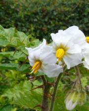 Fotografia da espécie Solanum sisymbriifolium