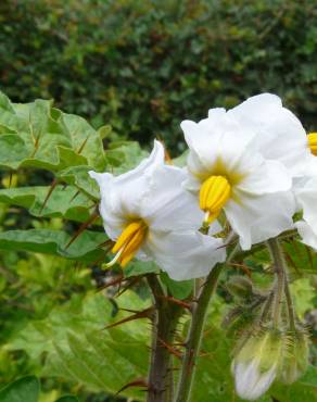 Fotografia 1 da espécie Solanum sisymbriifolium no Jardim Botânico UTAD