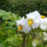 Fotografia 1 da espécie Solanum sisymbriifolium do Jardim Botânico UTAD