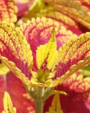 Fotografia da espécie Solenostemon scutellarioides